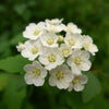 50 White CHINESE SPIREA Spiraea Chinensis Flower Bush Shrub Seeds
