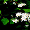 50 White CHINESE SPIREA Spiraea Chinensis Flower Bush Shrub Seeds