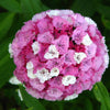 100 WEE Willie Dwarf SWEET WILLIAM Mixed Colors Dianthus Barbatus Flower Seeds