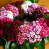100 WEE Willie Dwarf SWEET WILLIAM Mixed Colors Dianthus Barbatus Flower Seeds