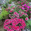 100 WEE Willie Dwarf SWEET WILLIAM Mixed Colors Dianthus Barbatus Flower Seeds
