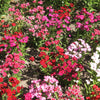 100 WEE Willie Dwarf SWEET WILLIAM Mixed Colors Dianthus Barbatus Flower Seeds