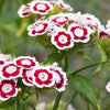 100 WEE Willie Dwarf SWEET WILLIAM Mixed Colors Dianthus Barbatus Flower Seeds