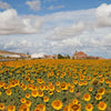 100 BLACK OIL SUNFLOWER Helianthus Annuus Yellow Hummingbird Bird Flower Seeds