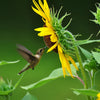100 BLACK OIL SUNFLOWER Helianthus Annuus Yellow Hummingbird Bird Flower Seeds