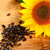 100 BLACK OIL SUNFLOWER Helianthus Annuus Yellow Hummingbird Bird Flower Seeds