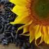 100 BLACK OIL SUNFLOWER Helianthus Annuus Yellow Hummingbird Bird Flower Seeds