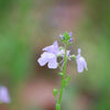 100 BLUE TOADFLAX Linaria Canadensis Antirrhinum Canadian Flower Seeds