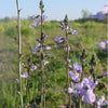 100 BLUE TOADFLAX Linaria Canadensis Antirrhinum Canadian Flower Seeds