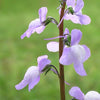 100 BLUE TOADFLAX Linaria Canadensis Antirrhinum Canadian Flower Seeds