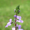 100 BLUE TOADFLAX Linaria Canadensis Antirrhinum Canadian Flower Seeds