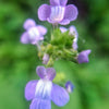 100 BLUE TOADFLAX Linaria Canadensis Antirrhinum Canadian Flower Seeds