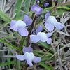 100 BLUE TOADFLAX Linaria Canadensis Antirrhinum Canadian Flower Seeds