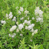 20 White NEW JERSEY TEA Hummingbird Flower Ceanothus Americanus Shrub Seeds