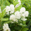 20 White NEW JERSEY TEA Hummingbird Flower Ceanothus Americanus Shrub Seeds