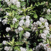 20 White NEW JERSEY TEA Hummingbird Flower Ceanothus Americanus Shrub Seeds