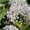 20 White NEW JERSEY TEA Hummingbird Flower Ceanothus Americanus Shrub Seeds