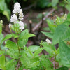 20 White NEW JERSEY TEA Hummingbird Flower Ceanothus Americanus Shrub Seeds