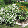 20 White NEW JERSEY TEA Hummingbird Flower Ceanothus Americanus Shrub Seeds