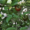 50 BLACK CHERRY TOMATO Black Skin Sweet Round Lycopersicon Fruit Vegetable Seeds