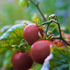 50 PURPLE CHERRY TOMATO Lycopersicon Indeterminate Fruit Vegetable Seeds