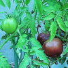 50 PURPLE CHERRY TOMATO Lycopersicon Indeterminate Fruit Vegetable Seeds