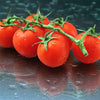 100 Red SWEETIE CHERRY TOMATO Super Sweet 1" Lycopersicon Fruit Vegetable Seeds
