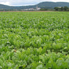 3000 SHOGOIN TURNIP White Japanese Brassica Rapa Root & Greens Vegetable Seeds