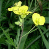 3000 SHOGOIN TURNIP White Japanese Brassica Rapa Root & Greens Vegetable Seeds