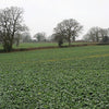 3000 SHOGOIN TURNIP White Japanese Brassica Rapa Root & Greens Vegetable Seeds