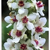 50 WEDDING CANDLES VERBASCUM Chaixii Album Mullein White Purple Flower Seeds