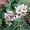 50 WEDDING CANDLES VERBASCUM Chaixii Album Mullein White Purple Flower Seeds