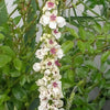 50 WEDDING CANDLES VERBASCUM Chaixii Album Mullein White Purple Flower Seeds