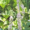 50 WEDDING CANDLES VERBASCUM Chaixii Album Mullein White Purple Flower Seeds