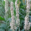 50 WEDDING CANDLES VERBASCUM Chaixii Album Mullein White Purple Flower Seeds