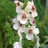 50 WEDDING CANDLES VERBASCUM Chaixii Album Mullein White Purple Flower Seeds