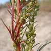 500 BEACH WORMWOOD Artemisia Caudata Silvermound Red Sagewort Herb Flower Seeds