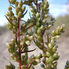 500 BEACH WORMWOOD Artemisia Caudata Silvermound Red Sagewort Herb Flower Seeds