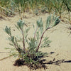 500 BEACH WORMWOOD Artemisia Caudata Silvermound Red Sagewort Herb Flower Seeds