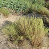 500 BEACH WORMWOOD Artemisia Caudata Silvermound Red Sagewort Herb Flower Seeds