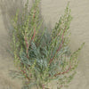 500 BEACH WORMWOOD Artemisia Caudata Silvermound Red Sagewort Herb Flower Seeds