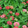 250 EXQUISITE ZINNIA Elegans Changes Color Red - Hot Pink Pale Pink Flower Seeds