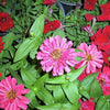 250 EXQUISITE ZINNIA Elegans Changes Color Red - Hot Pink Pale Pink Flower Seeds