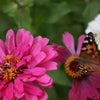 250 EXQUISITE ZINNIA Elegans Changes Color Red - Hot Pink Pale Pink Flower Seeds