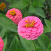 250 EXQUISITE ZINNIA Elegans Changes Color Red - Hot Pink Pale Pink Flower Seeds