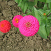 250 EXQUISITE ZINNIA Elegans Changes Color Red - Hot Pink Pale Pink Flower Seeds