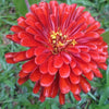 250 EXQUISITE ZINNIA Elegans Changes Color Red - Hot Pink Pale Pink Flower Seeds