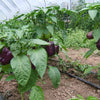 75 PURPLE BEAUTY PEPPER ( Sweet Mild Bell ) Capsicum Annuum Vegetable Seeds