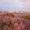 100 Scotch TRUE HEATHER Shrub Scot's Purple Pink Flower Calluna Vulgaris Seeds
