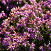 100 Scotch TRUE HEATHER Shrub Scot's Purple Pink Flower Calluna Vulgaris Seeds